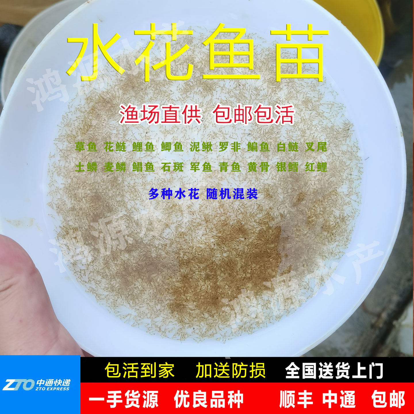 水花鱼苗混装鲫鱼草鱼土鲮白鲢青鱼鲤鱼泥鳅黄骨鱼花鲢武昌鱼活体
