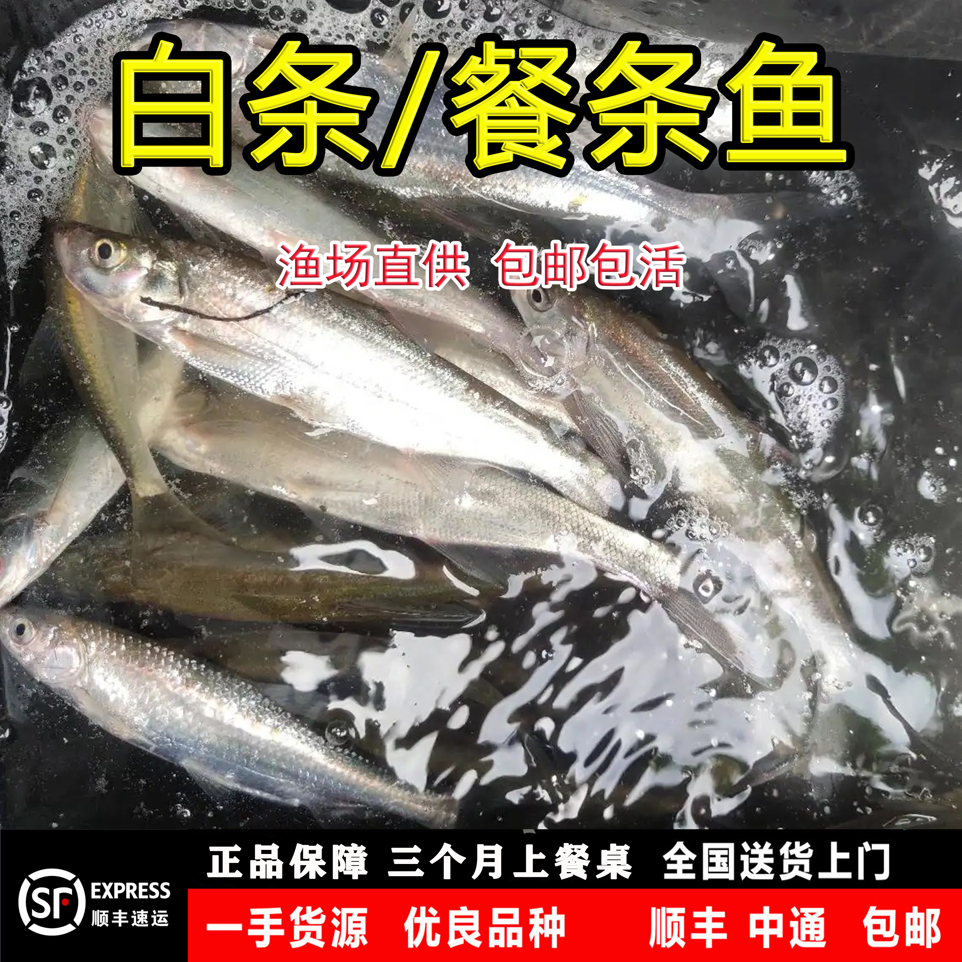 白条鱼苗冷水鱼白水鱼原生观赏鱼淡水养殖食用冷水蓝刀鱼餐条鱼苗