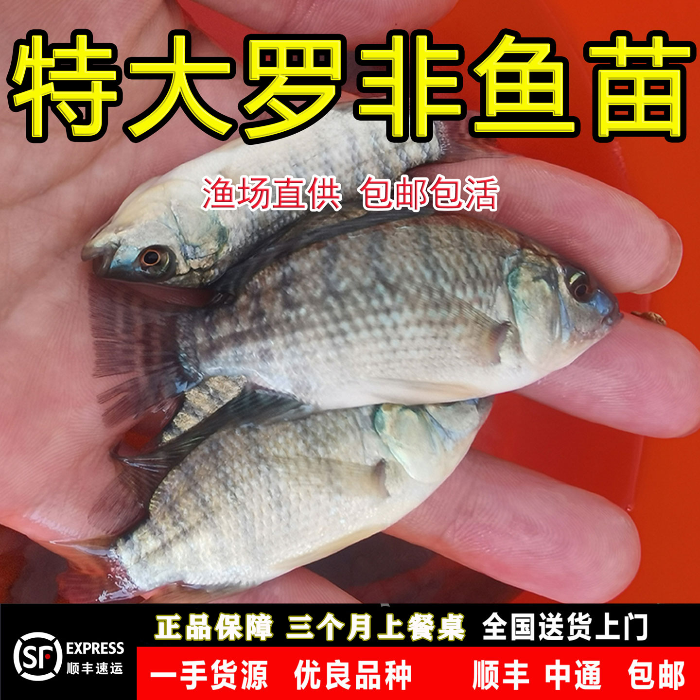 新吉富雄性罗非鱼苗淡水养殖图片