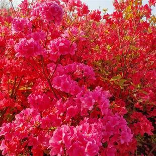 映山红树苗老桩毛鹃花卉家居庭院阳台园林景观赏绿植盆栽红色