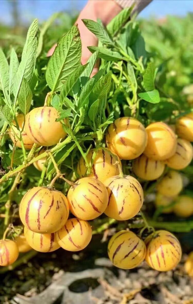 云南人参果树上自然成熟人生果新鲜现摘长寿果应季黄肉圆果香瓜茄