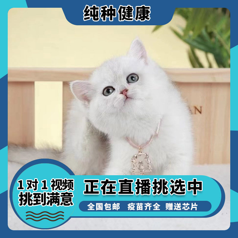 活体猫咪宠物可爱小猫幼崽米努特脸版健康活泼纯种猫咪猫舍认证