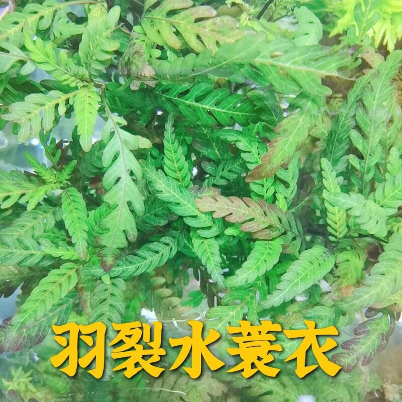 羽裂水蓑衣雨裂草缸造景捆绑沉木淡水鱼缸无需二氧化碳懒人陀草