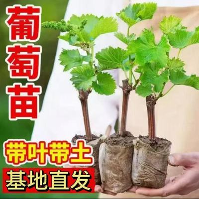 【带土带叶】新品种不爬藤蓝宝石葡萄树苗南北方种植耐寒特大w