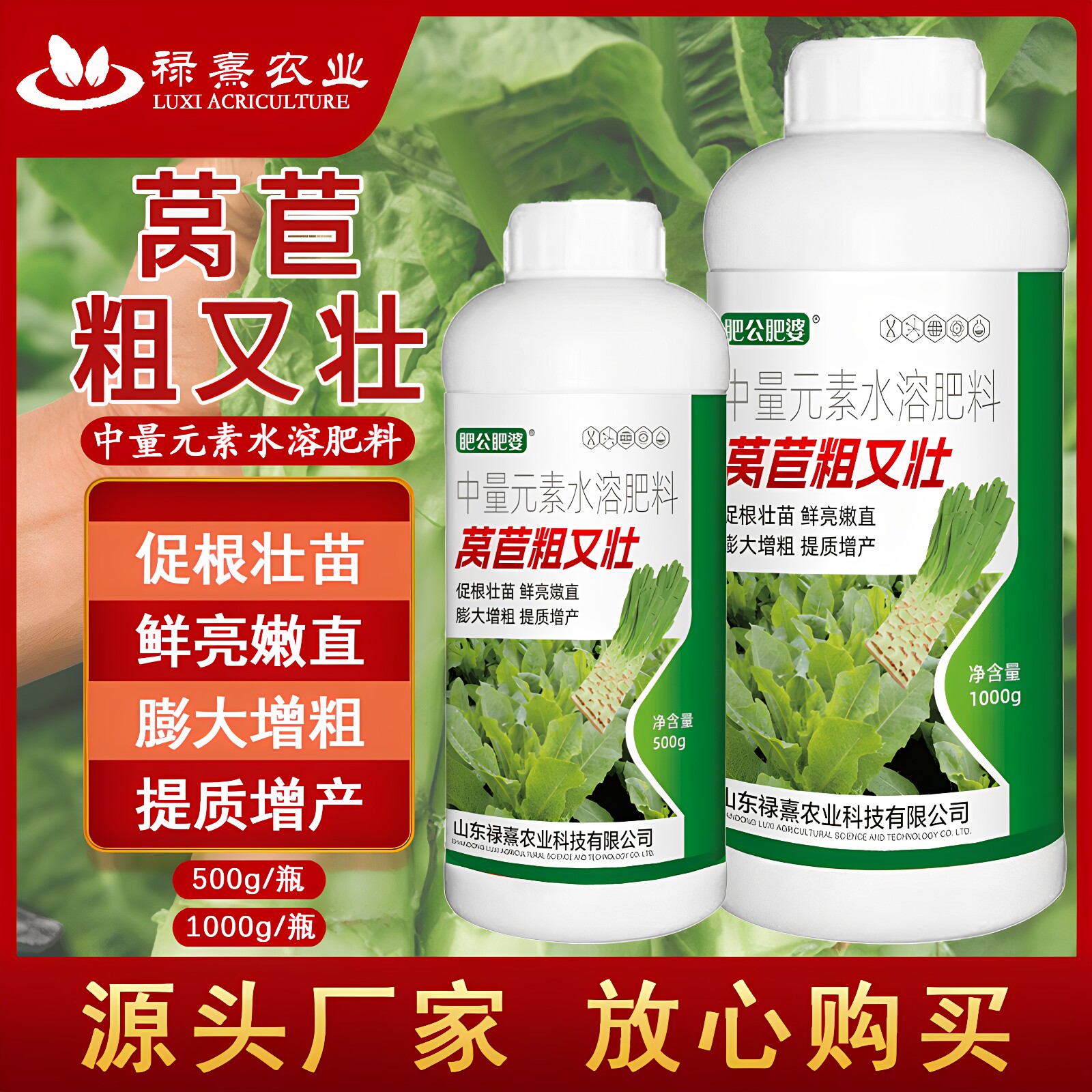 莴苣粗又壮莴笋三控水溶膨大肥料防裂专用增产粗嫩叶面肥莴苣香菜