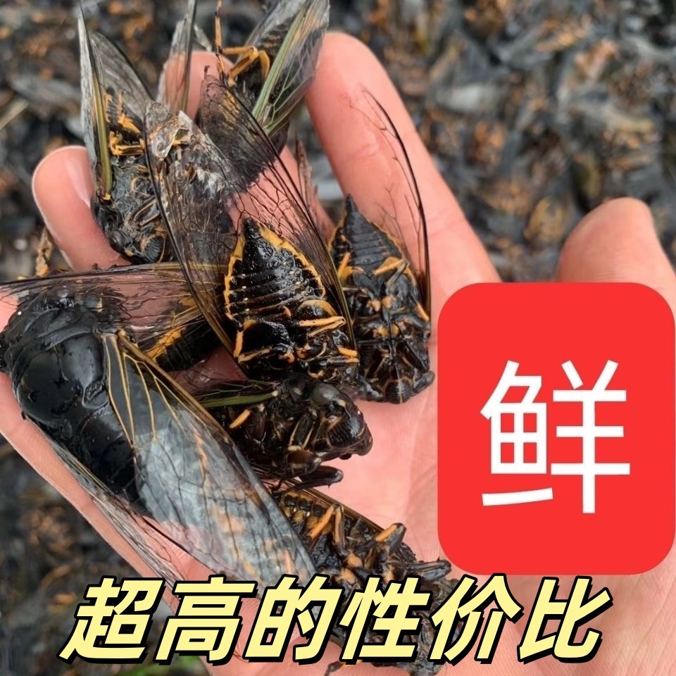 2026现捕黑蝉纯野生大知了猴其它生肉制品
