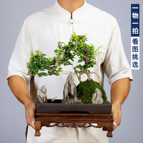 小叶福建茶山水假山盆景