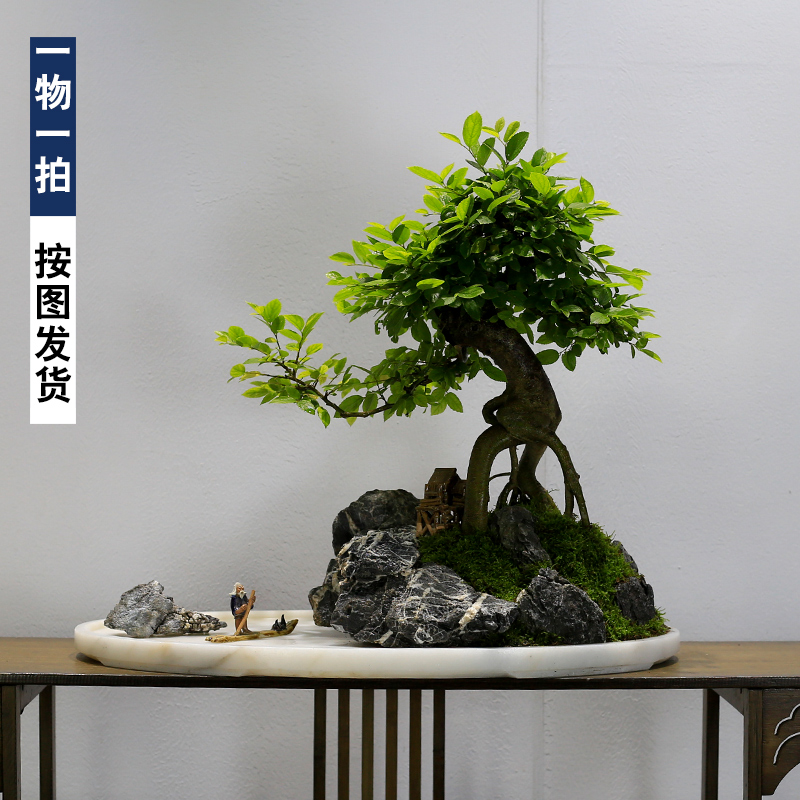 朴树盆景老桩造型树桩