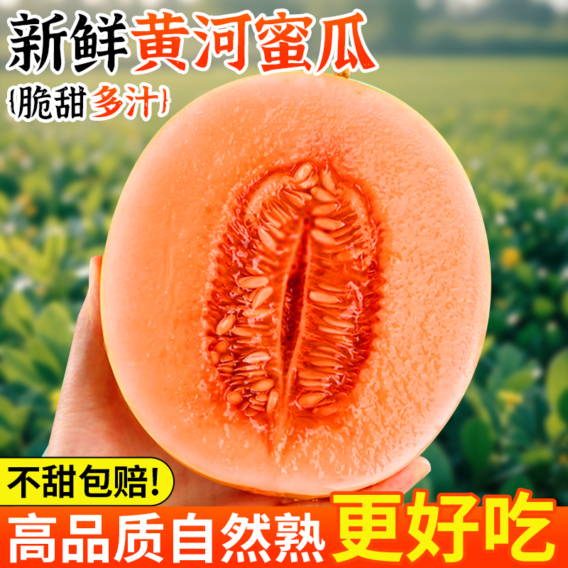 正宗陕西黄河蜜瓜新鲜水果当季整箱黄金蜜瓜脆甜蜜香瓜哈密瓜包邮