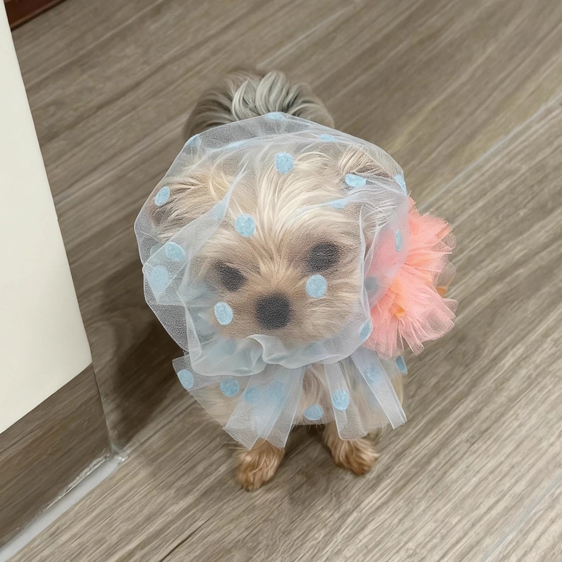 狗狗头套防乱吃舒适透气中小型犬