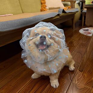 狗狗防误食头纱舒适透气中小型犬专用小狗嘴套防误食咬人防舔网套