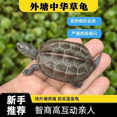 中华龟活物龟小乌龟观赏龟草龟