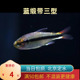 蓝缎带三型3型热带小型观赏鱼皇室青魔鬼群游淡水南美皮实北京