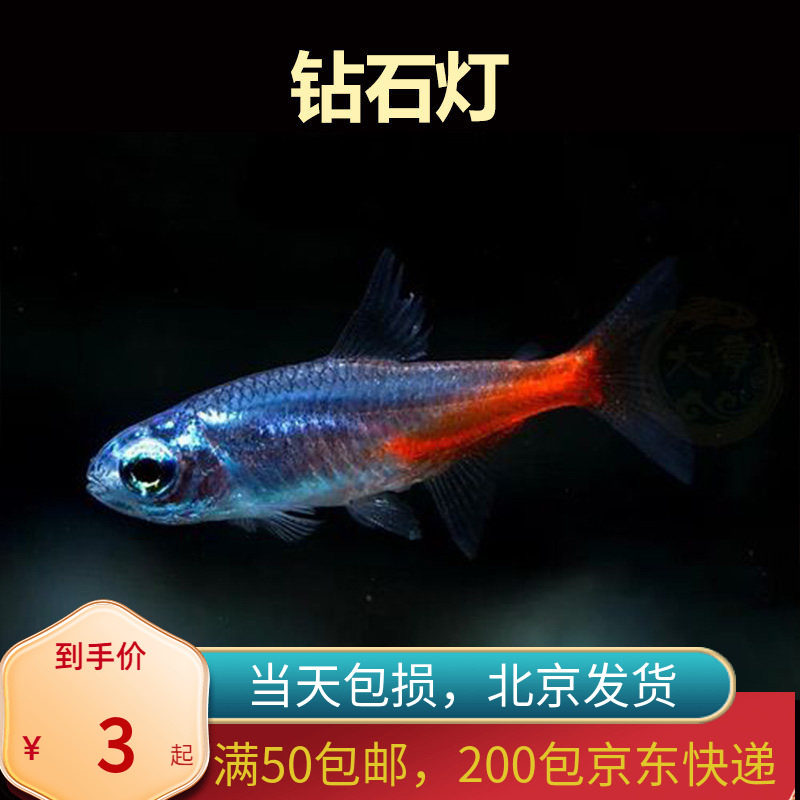 钻石日光灯北京小型草缸观赏鱼红绿灯科鱼群游淡水新手耐养热带鱼
