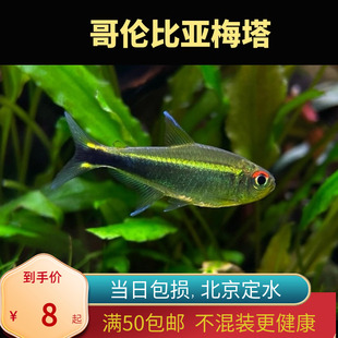 哥伦比亚梅塔蓝线灯鱼小型南美稀有高端鱼草缸群游灯科鱼北京皇后