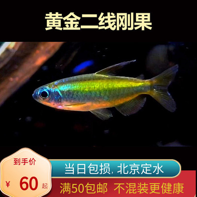 黄金二线刚果美人鱼进口南美州热带鱼淡水小型观赏鱼群游灯鱼嘟嘟