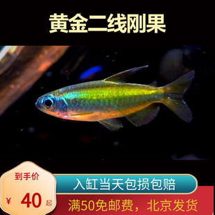 黄金二线刚果美人鱼进口南美州热带鱼淡水小型观赏鱼群游灯鱼嘟嘟