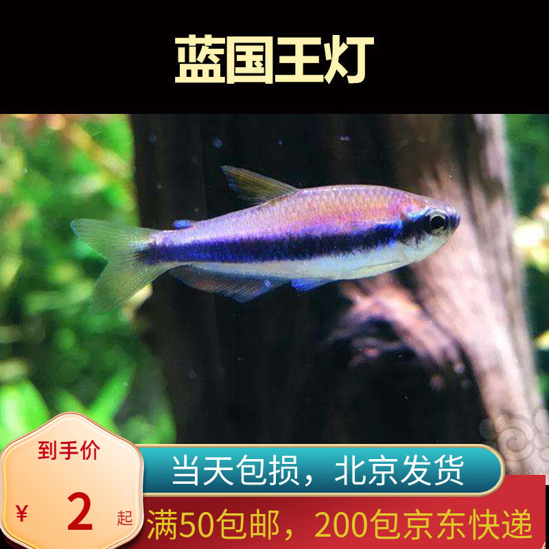蓝国王灯兰帝王北京小型草缸观赏鱼淡水新手耐养热带鱼群游南美