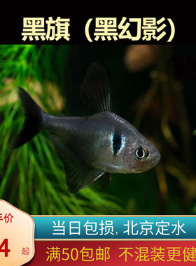 黑旗黑色幻影灯扯旗北京小型草缸观赏鱼淡水耐养热带鱼群游南美