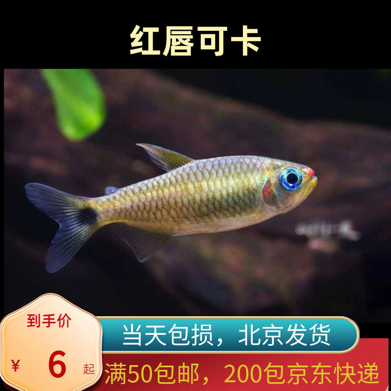 红唇可卡南美高端北京小型草缸观赏鱼淡水新手耐养热带鱼群游南美