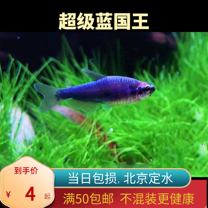 超级蓝国王灯鱼蓝凯瑞南美热带观赏鱼群游灯科淡水草缸北京