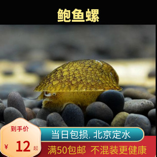 鲍鱼螺观赏螺黄金斑马洋葱活体螺黑金刚彩蛋螺工具螺清洁除藻螺