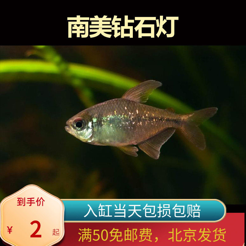 南美钻石灯高端灯科鱼观赏鱼热带鱼草缸群游鱼稀有小型观赏鱼北京