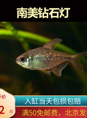 南美钻石灯高端小型灯鱼北京发货