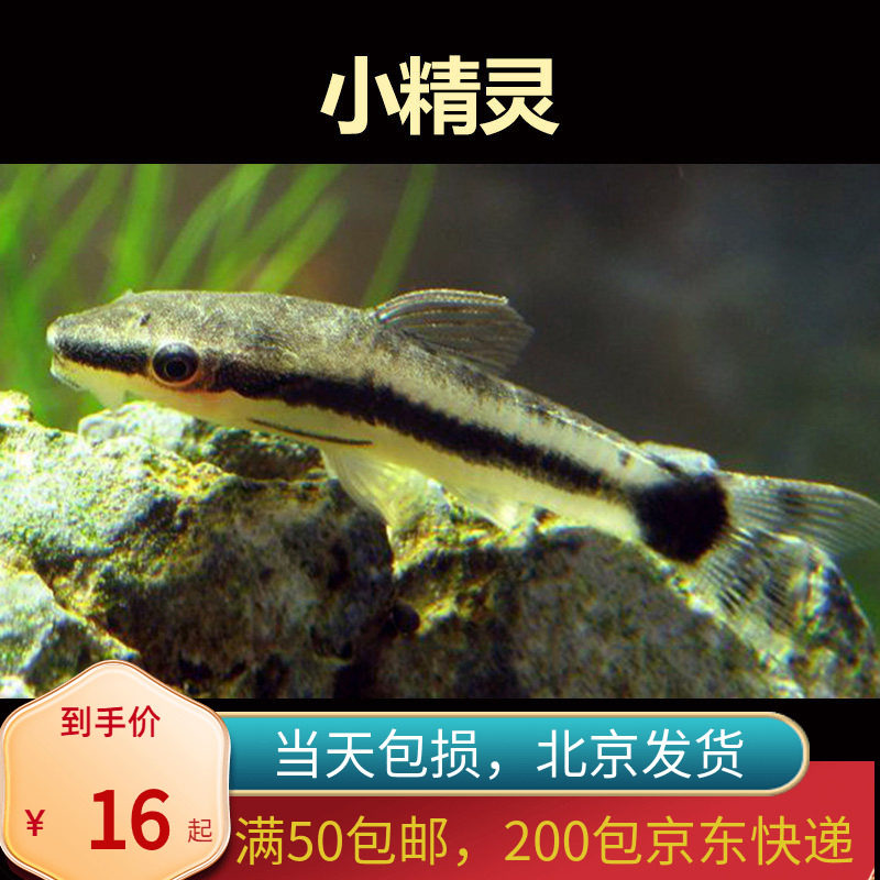 小精灵热带鱼群游入门草缸淡水垃圾底层鱼除藻鱼工具鱼北京包邮新