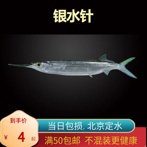 银水针鱼上层北京小型草缸观赏鱼淡水新手耐养热带鱼群游南美