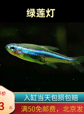 绿莲灯鱼绿霓虹灯北京小型草缸观赏鱼淡水耐养热带鱼群游南美7