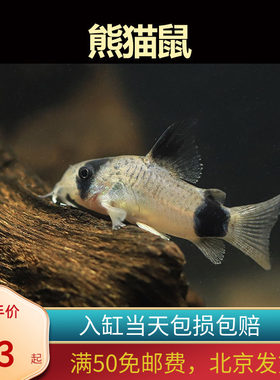 熊猫鼠热带小型淡水观赏鱼清理鱼缸底层食物残渣珍珠鼠工具鱼北京