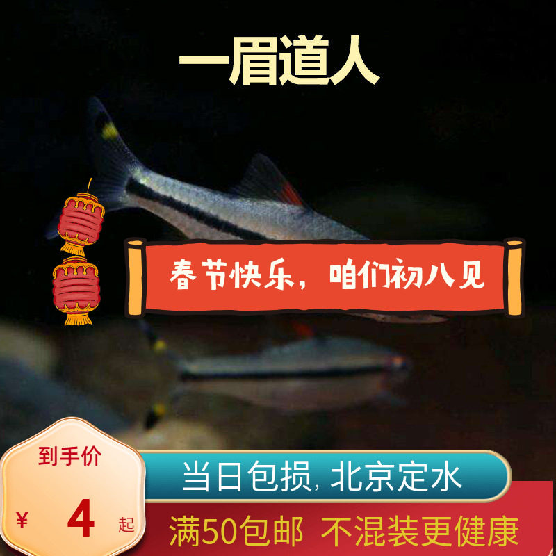 一眉道人红眉北京小型草缸观赏鱼淡水新手耐养热带鱼群游南美