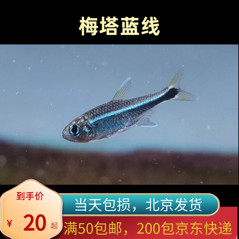 梅塔蓝线灯北京高端小型草缸观赏鱼淡水耐养热带鱼群游南美