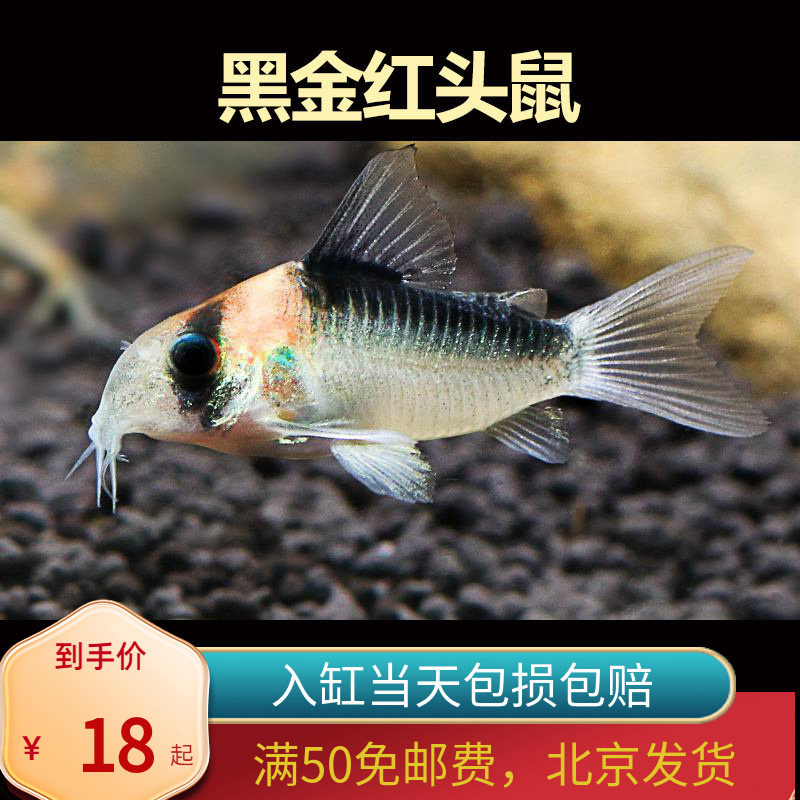 黑金红头鼠除藻工具鱼北京小型草缸观赏鱼耐养热带鱼群游南美16