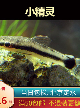 小精灵热带鱼群游入门草缸淡水垃圾底层鱼除藻鱼工具鱼北京包邮新