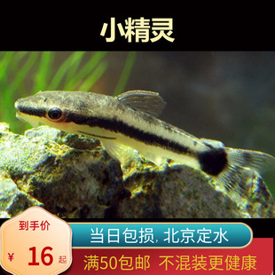 小精灵热带鱼群游入门草缸淡水垃圾底层鱼除藻鱼工具鱼北京包邮新