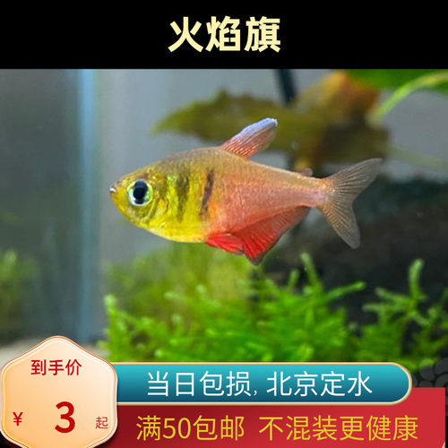 火焰旗灯鱼南美火焰裙脂鲤鱼小型鱼热带观赏鱼扯旗草缸群游北京