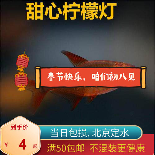 甜心柠檬灯鱼巴西南美灯鱼超级甜心北京热带观赏水草缸群游活体