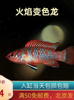 火焰变色小型龙迷腮鱼观赏热带鱼淡水活体鱼水族宠物鱼灯科鱼北京