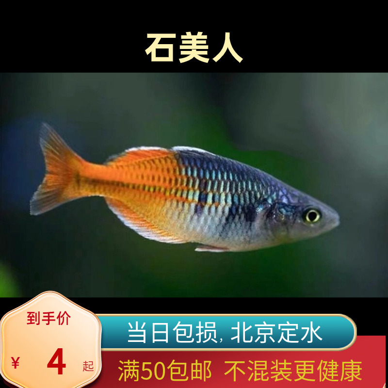 石美人鱼热带鱼银汉灯鱼进口稀有鱼草缸混养群游鱼大型鱼北京