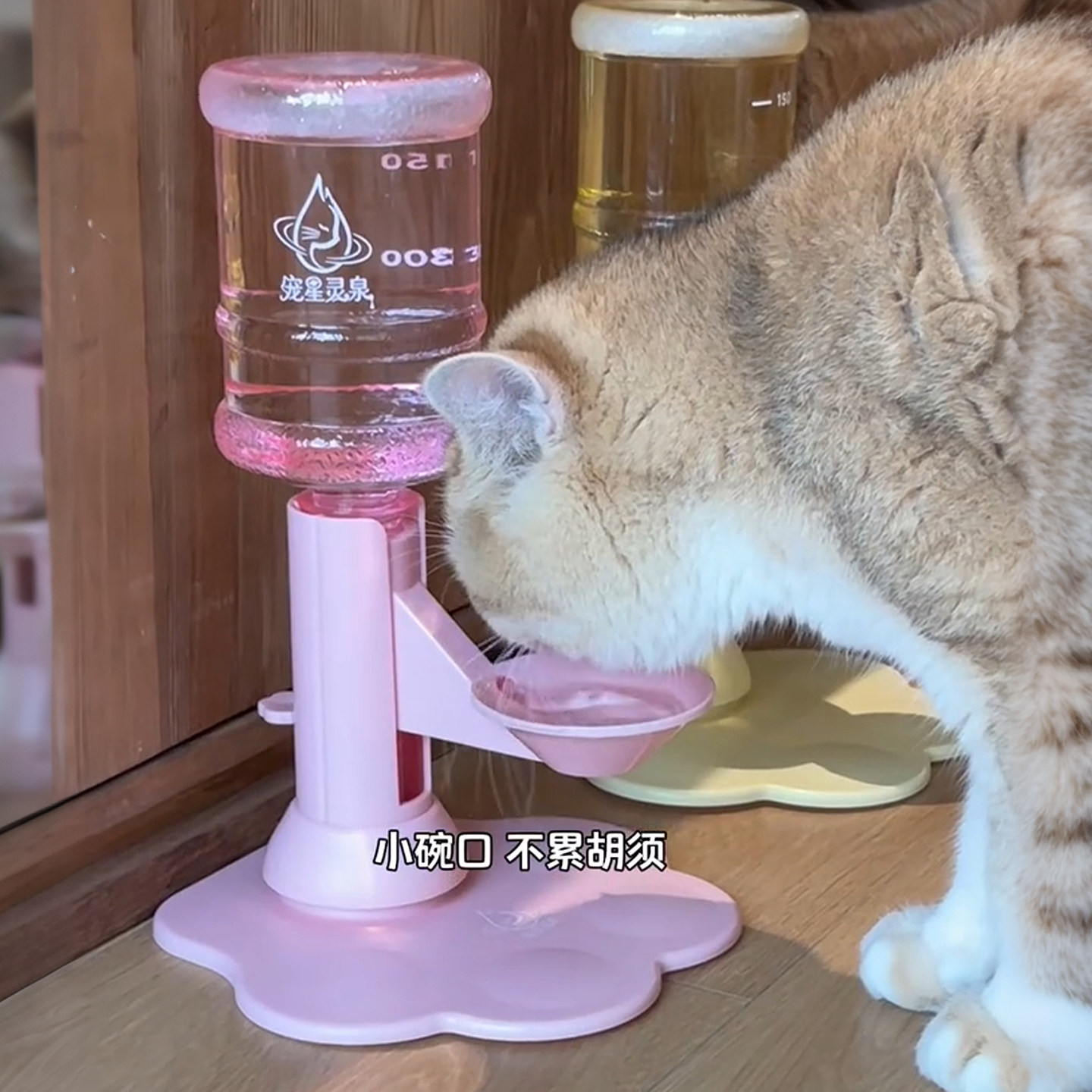 猫咪饮水器不易湿嘴可调节高度