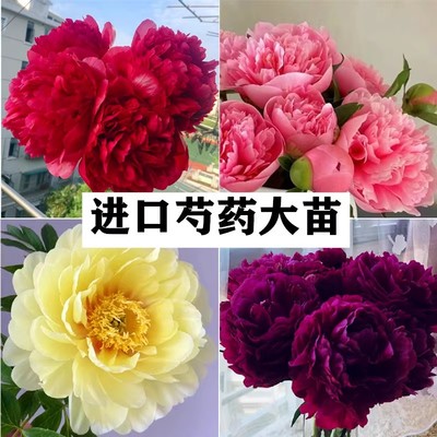 进口重瓣芍药花苗高品质