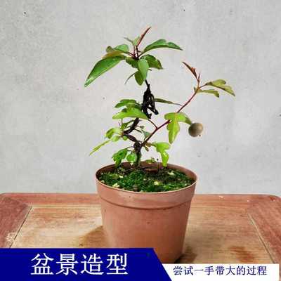 甘之如饴微型迷你甘棠盆栽盆景绿植棠梨白花粉蕊桌面室内