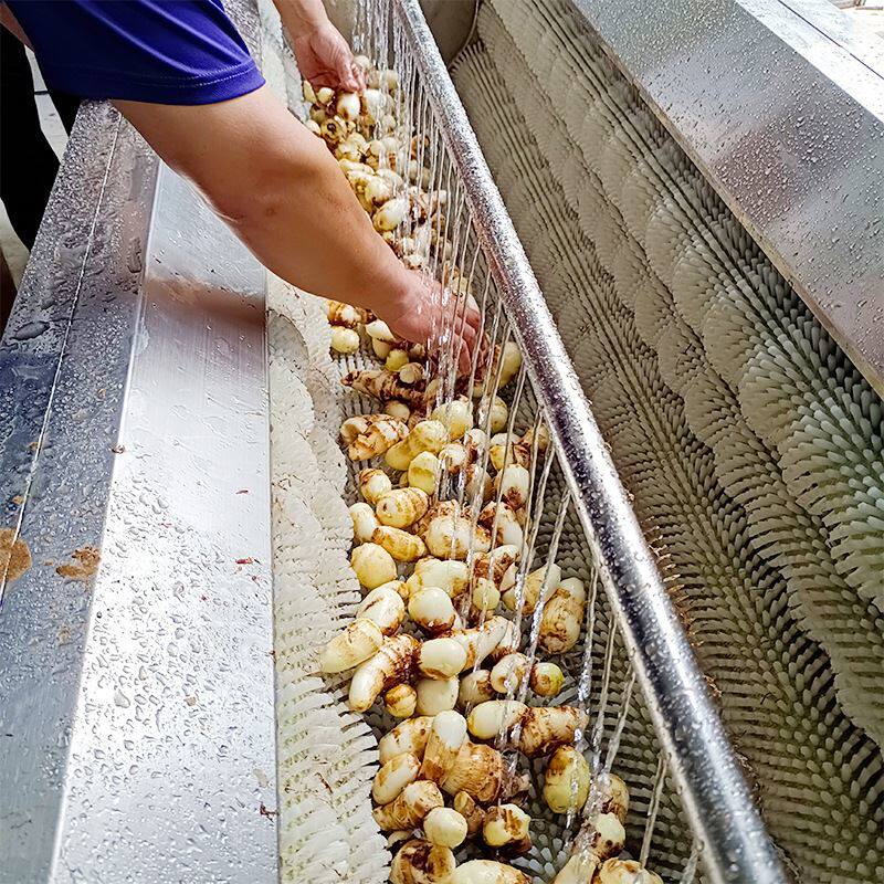 农产品深加工清洗磨皮机定制 土豆加工线毛辊脱皮清洗机 高效稳定