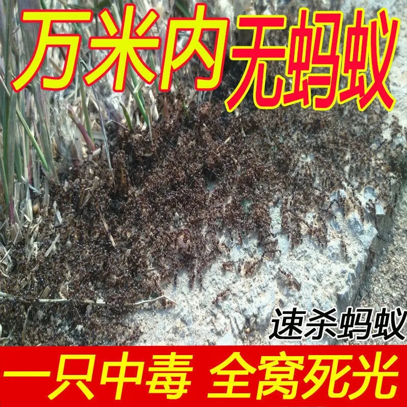 除灭蚂蚁药白蚁防治专用药室内非无毒家用全窝端白蚁药杀虫粉剂 洗护清洁剂/卫生巾/纸/香薰 杀虫剂（卫生农药） 原图主图