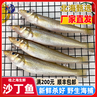 北海沙钻鱼鲜活冷冻沙丁鱼【7-9条/包】去鳞鳃去内脏海鱼沙尖鱼