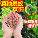 蚂蚁药农用菜地家用室内外非无毒户外全窝端杀虫剂特效药杀害虫lj