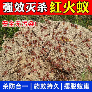 灭红火蚁药全窝端强力蚂蚁药户外非无毒杀红蚁草地铺道蚁窝端除pt