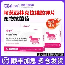 阿莫西林克拉维酸钾猫咪宠物狗狗打喷嚏感冒咳嗽消炎片速猫鼻支诺